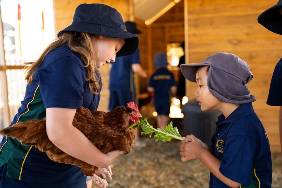 Students feeding chickens